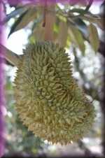Durian